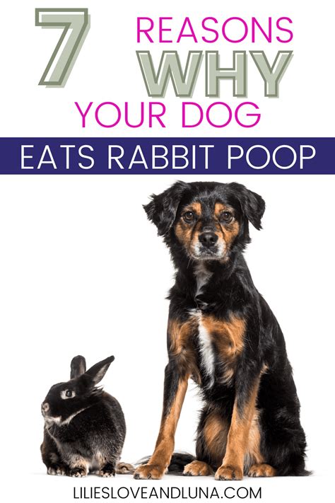 dog ate rabbit poop|my dog just ate rabbit poop.